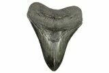 Serrated, Fossil Megalodon Tooth - South Carolina #264544-1
